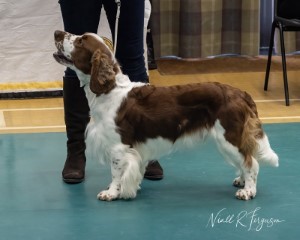 Novice Dog